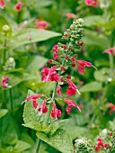 SALVIA COCCINEA LADY IN RED