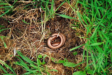 SLOW_WORM_CURLED_UP