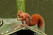 RED SQUIRREL ON TOP OF BIRD TABLE