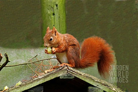 RED_SQUIRREL_ON_TOP_OF_BIRD_TABLE