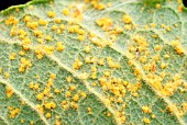 WILLOW RUST ON LEAF