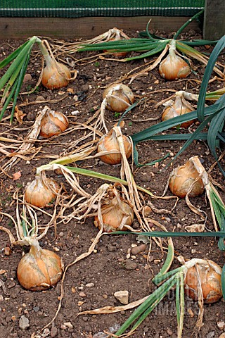 ONION_GOLDEN_BEUR_READY_FOR_DRYING