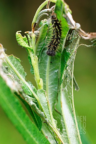 CATERPILLAR_MAKING_TENT_USING_WILLOW_LEAVES