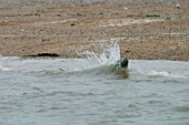 GREY SEAL (HALICHOERUS GRYPUS) IN SURF