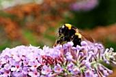 BUMBLE BEE TAKING NECTAR FROM BUDDLEIA