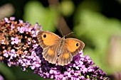 HEDGE BROWN BUTTERFLY