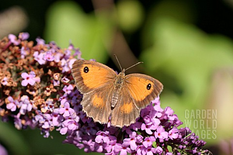 HEDGE_BROWN_BUTTERFLY