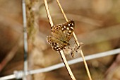 SPECKLED WOOD BUTTERFLY