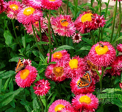 BUTTERFLIES_AND_BEES_ON_HELICHRYSUM