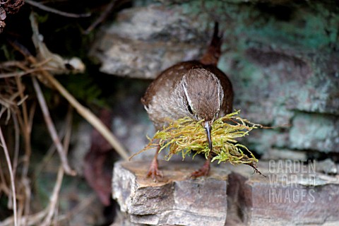 WREN_TROGLODYTES_TROGLODYTES_WITH_MOSS_FOR_NEST__FRONT_VIEW