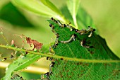 SAWFLY CATERPILLARS ON WILLOW LEAF