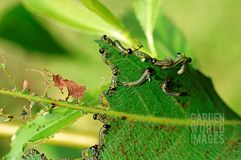 SAWFLY_CATERPILLARS_ON_WILLOW_LEAF
