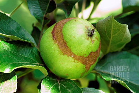APPLE_SAWFLY__SUPERFICIAL_DAMAGE_TO_SKIN