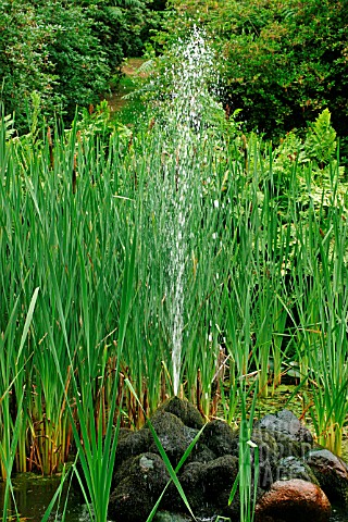 JET_FOUNTAIN_IN_MATURE_POND_WITH_TYPHA