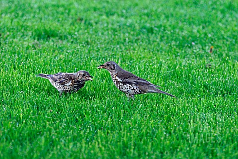 SONG_THRUSH__TURDUS_PHILOMELOS__FEEDING_FLEDGING_WITH_BREAD__SIDE_VIEW