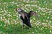PUFFIN STRETCHING WINGS