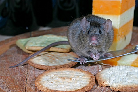 HOUSE_MOUSE_MUS_DOMESTICUS_EATING_BISCUIT