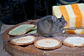 HOUSE MOUSE (MUS DOMESTICUS) EATING BISCUIT