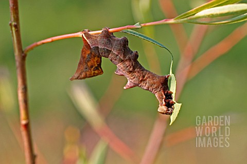 PEBBLE_PROMINENT_EATING_WILLOW_LEAF