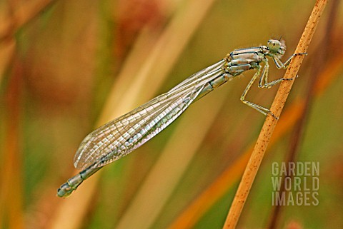 DAMSELFLY_RECENTLY_HATCHED_BEFORE_COLOUR_DEVELOPES