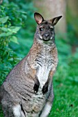 RED NECKED WALLABY (MACROPUS RUFOGRISEUS)