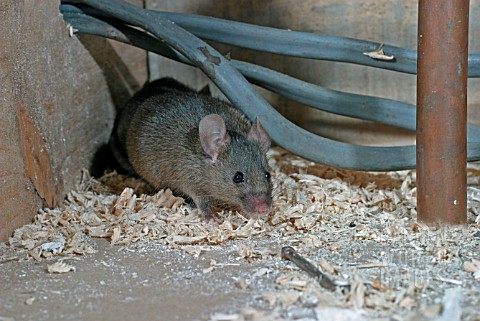 HOUSE_MOUSE_MUS_DOMESTICUS_UNDER_FLOOR_BOARDS