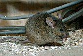 HOUSE MOUSE (MUS DOMESTICUS) UNDER FLOOR BOARDS