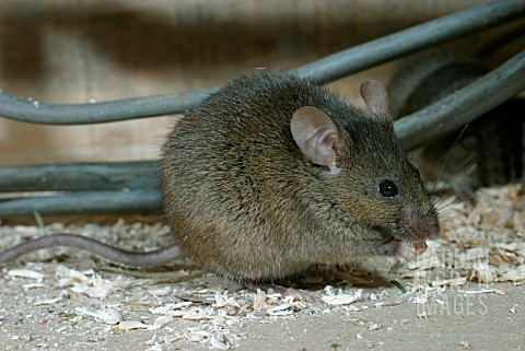 HOUSE_MOUSE_MUS_DOMESTICUS_UNDER_FLOOR_BOARDS