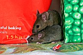 HOUSE MOUSE (MUS DOMESTICUS) EATING FLOUR IN PANTRY