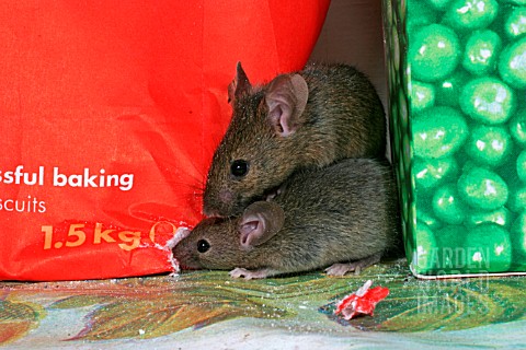 HOUSE_MOUSE_MUS_DOMESTICUS_EATING_FLOUR_IN_PANTRY