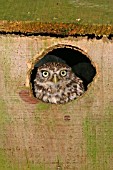 LITTLE OWL (ATHENE NOCTUA) LOOKING OUT OF NESTBOX