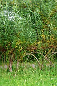 WOVEN LIVING WILLOW FENCING