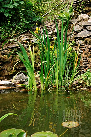 WILDLIFE_POND__EARLY_SUMMER