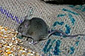 MUS DOMESTICUS,  HOUSE MOUSE