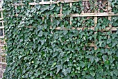 WALL WITH TRELLIS AND IVY