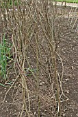 PEA SUPPORT,  HAZEL BRANCHES,  PRIOR TO PLANTING,