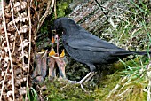 BLACKBIRD (TURDUS MERULA) MALE FEEDING YOUNG AT NEST