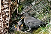 BLACKBIRD (TURDUS MERULA) FEMALE FEEDING YOUNG AT NEST