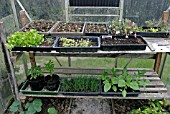 GREENHOUSE STAGING WITH ASSORTED POTS AND TRAYS