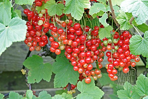 REDCURRANT_LAXTONS_NO_1