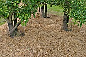 STRAW MULCH ROUND FRUIT TREES IN EARLY SUMMER