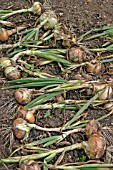 ONIONS DRYING OUT ON GROUND