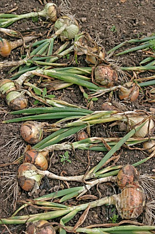 ONIONS_DRYING_OUT_ON_GROUND