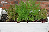 PATIO PLANTER WITH VEGETABLES IN EARLY SUMMER