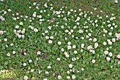 DAISY (BELLIS PERENNIS) COVERS LAWN