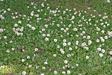 DAISY_BELLIS_PERENNIS_COVERS_LAWN