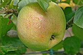 APPLE PEASGOOD NONSUCH,  RIPENING FRUIT