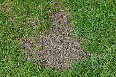 MOSS_IN_LAWN__TREATMENT_CAN_LEAVE_BARE_PATCHES