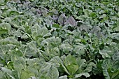 BRASSICAS LARGE BED OF DEVELOPING PLANTS IN SEPTEMBER