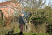 REMOVING APPLE TREE,  START BY REMOVING SMALL BRANCHES WITH LOPPERS